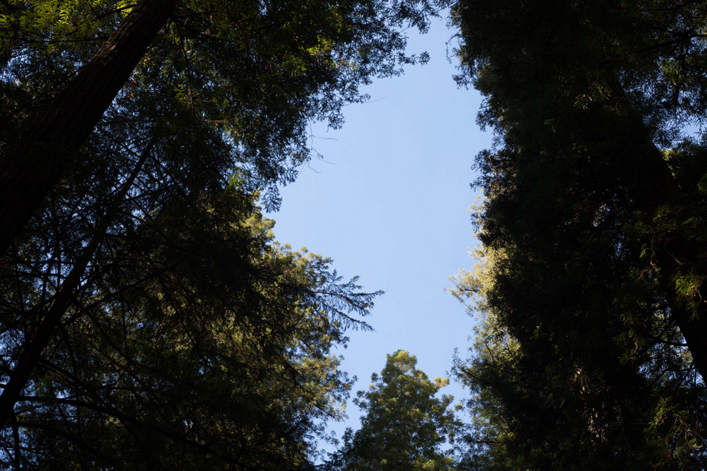CC_redwoods_10_9_13-14web-1