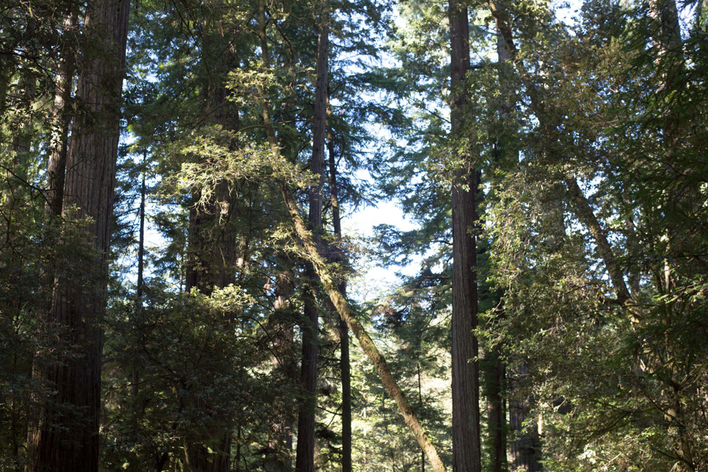 CC_redwoods_10_9_13-15web-1