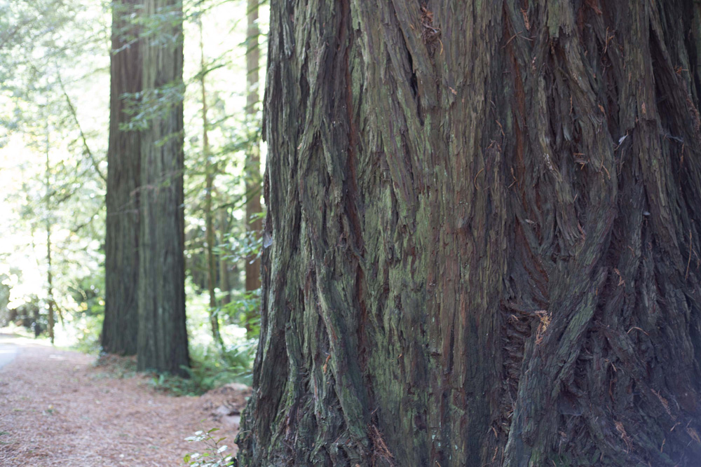 CC_redwoods_10_9_13-19web-1