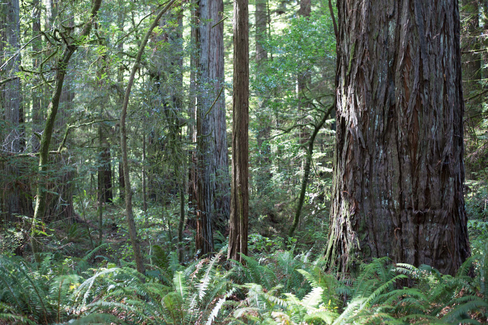 CC_redwoods_10_9_13-20web-1