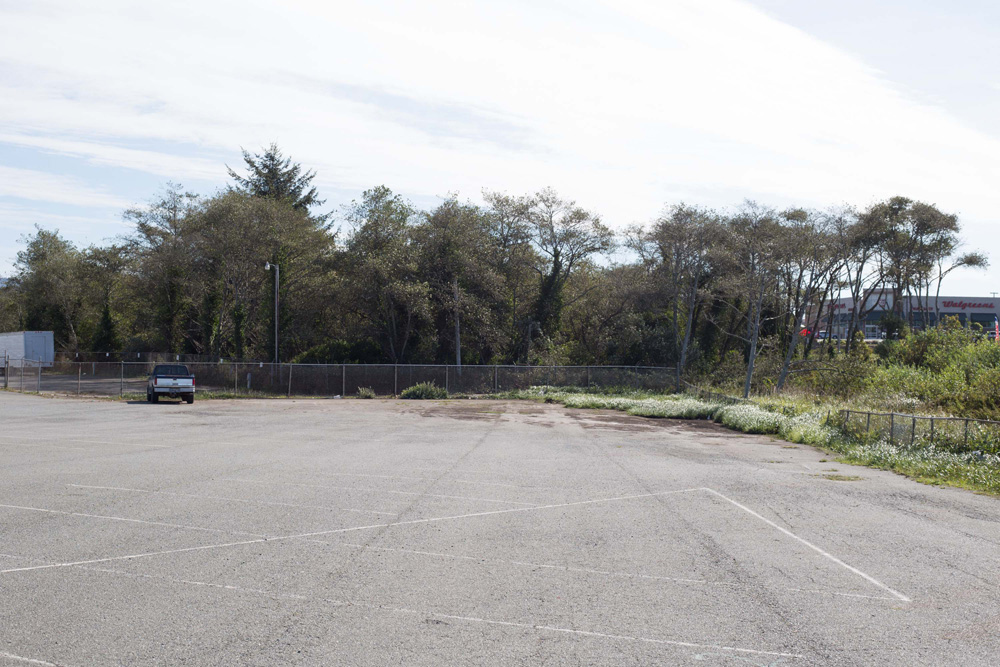 CC_redwoods_10_9_13-21web-1