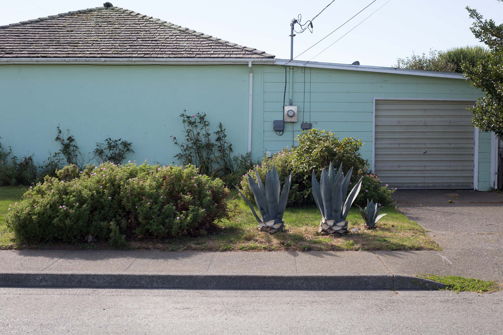 CC_redwoods_10_9_13-3web-1